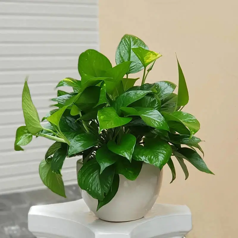 chậu cây xanh quà Tết cho khách hàng